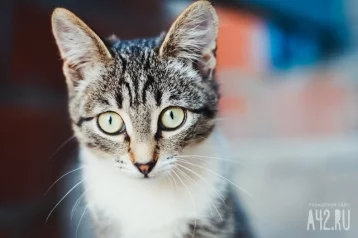 Фото: Крымская школьница создала первый в мире тренажёр для кошек 1