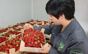 В Кузбасс привезли 2 500 килограммов клубники и ежемалины из Кыргызстана