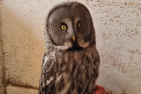 Редкая сова по имени Игорь поселилась в кузбасском заповеднике «Кузнецкий Алатау» 