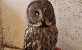 Редкая сова по имени Игорь поселилась в кузбасском заповеднике «Кузнецкий Алатау» 
