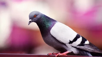 Фото: В США голубь «отомстил» конгрессмену за критику птичьего помёта 1