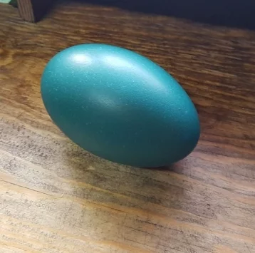 Фото: Кемеровский эму снёс огромное синее яйцо  1
