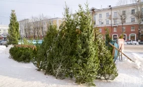 В Кузбассе к Новому году разрешили вырубить 17 528 елей и пихт