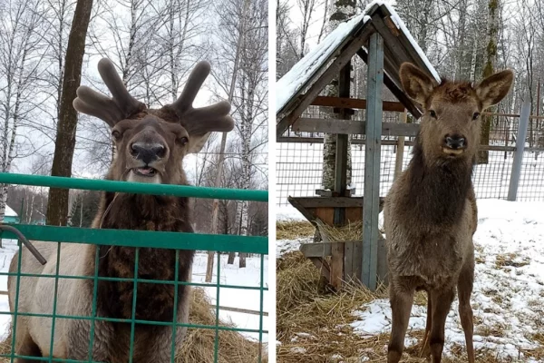 Маралы Буян и Малыш из кузбасского заповедника сбросили рога