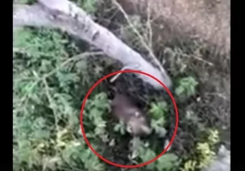 Фото: В Хабаровском крае медведь загнал рыбаков на дерево 1