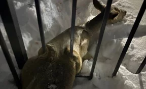 В Кузбассе косуля забежала в город и застряла в заборе школы