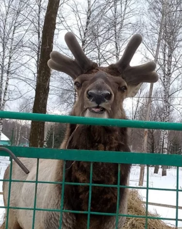 Фото, видео: заповедник «Кузнецкий Алатау»
