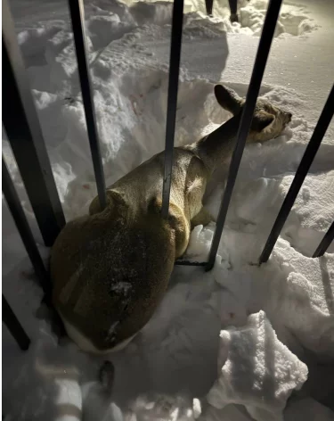 В Кузбассе косуля забежала в город и застряла в заборе школы