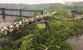 Упавшее дерево на кемеровской набережной проломило железное ограждение