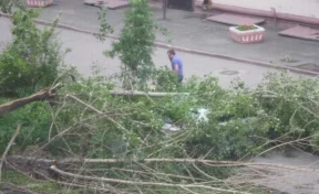 Из-за сильного ветра в центре Кемерова дерево упало на машину