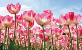 В Кемерове высадят более миллиона цветов-однолетников