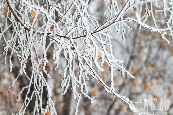 Новокузнечан возмутили липы со спиленными кронами рядом с местным ТЦ