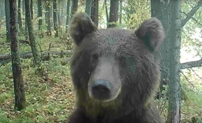 В Кировской области в объектив фотоловушки попал любопытный медведь