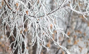 Новокузнечан возмутили липы со спиленными кронами рядом с местным ТЦ