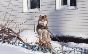 Новокузнечанин вызвал полицию, чтобы забрать собаку у возлюбленной