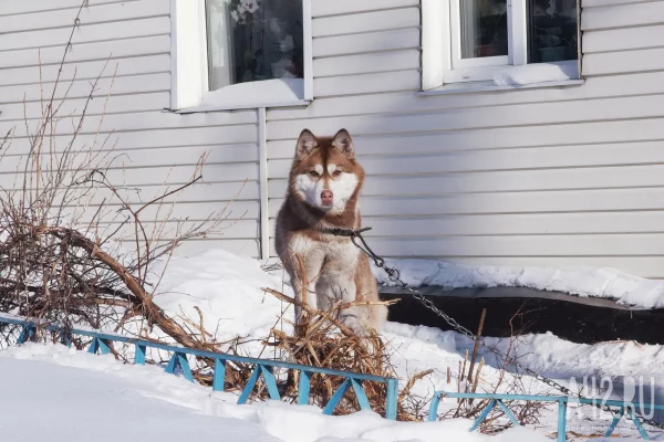 Новокузнечанин вызвал полицию, чтобы забрать собаку у возлюбленной