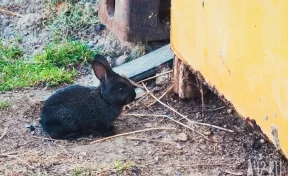 Кемеровчане сняли на видео зайца, который бегал по троллейбусному депо