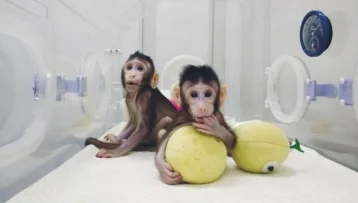 Фото: В Китае впервые в мире клонировали приматов 1