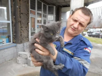 Фото: Новокузнецкие спасатели вызволили из плена собаку и котёнка 1