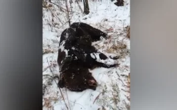 Фото: Опубликовано видео с места, где медведь растерзал кузбассовца 1