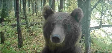 Фото: В Кировской области в объектив фотоловушки попал любопытный медведь 1