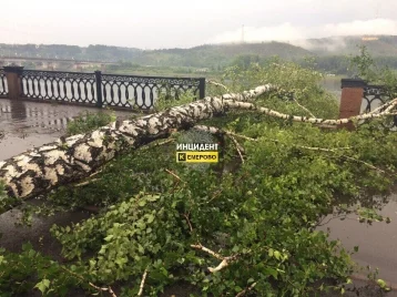 Фото: Упавшее дерево на кемеровской набережной проломило железное ограждение 1