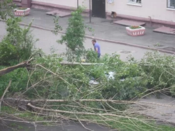 Фото: Из-за сильного ветра в центре Кемерова дерево упало на машину 1