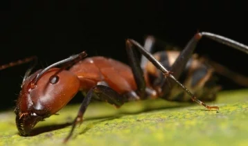 Фото: Сюрприз на полке с ручной кладью: муравьи искусали пассажиров самолёта 1