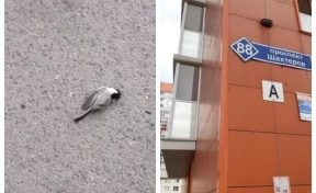 Кемеровчане обеспокоены массовой гибелью птиц в городе