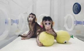 В Китае впервые в мире клонировали приматов
