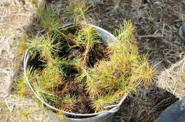 Фото: spb-lng.gazprom.ru