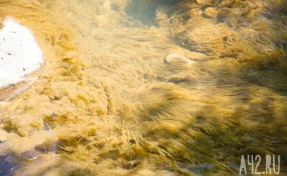 Трамп сообщил об экологической катастрофе из-за прорыва канализации