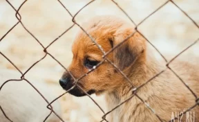 В Кемерове волонтёрам выделили полуразрушенное здание под приют для бездомных животных