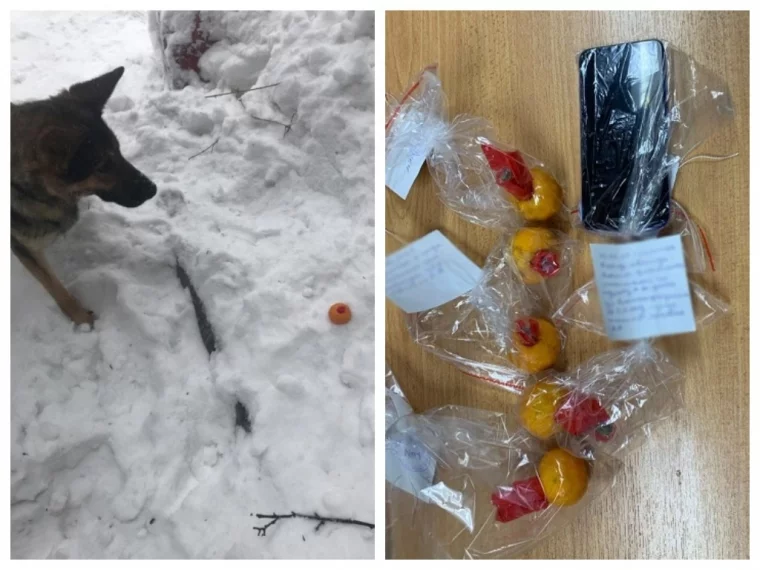 Фото: В Кемерове служебная собака нашла закладку из мандаринов с наркотиками 1