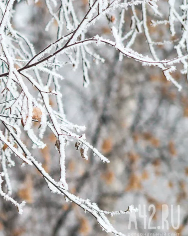 Новокузнечан возмутили липы со спиленными кронами рядом с местным ТЦ