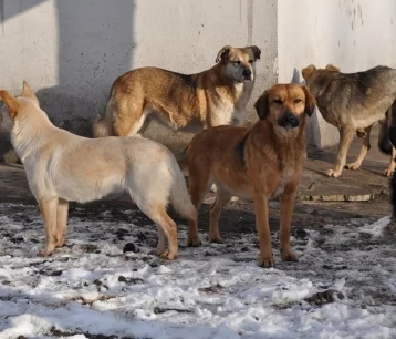 Фото: Власти назвали причины роста числа бездомных собак в кузбасском городе 1