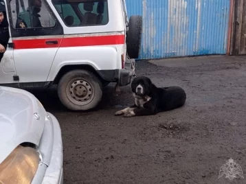Фото: В Кемерове крупная собака на улице напугала горожан 1
