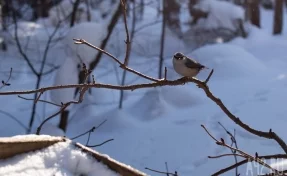 Синоптики сделали прогноз на 17 февраля в Кузбассе