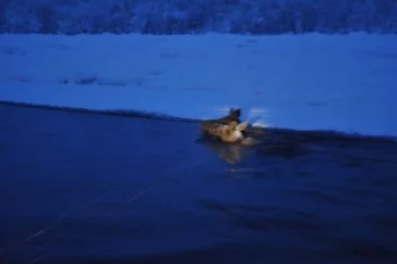 Фото: 15 кузбассовцев участвовали в спасении двух тонущих в реке лосей 2