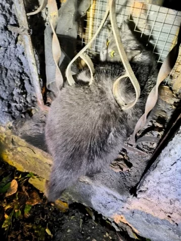 Фото: В Кузбассе домашний кот застрял в подвале: его вызволили спасатели 1