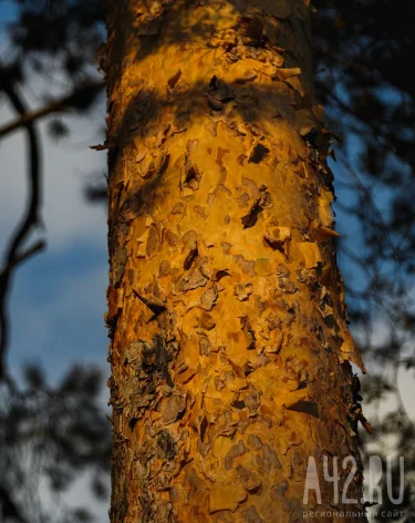Власти Кемерова прокомментировали обращение защитников Рудничного бора в прокуратуру