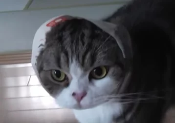 Фото: Девятилетний кот-звезда YouTube попал в Книгу рекордов Гиннеса 1