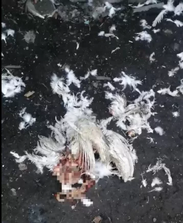 Фото: В Кузбассе бродячие собаки загрызли домашних птиц  1
