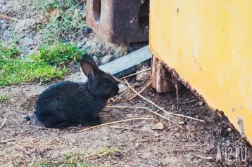 Фото: Кемеровчане сняли на видео зайца, который бегал по троллейбусному депо 1