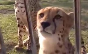 Пользователей Сети покорило видео с мяукающим гепардом