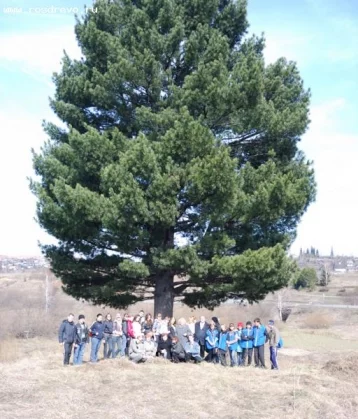 Фото: Кузбасский кедр-долгожитель претендует на звание «Российское дерево года — 2018» 1