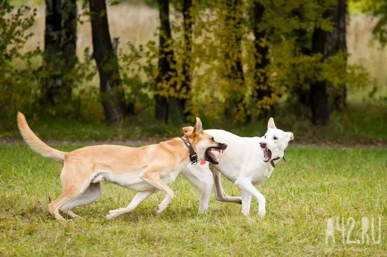Фото: Лает и кусает: разбираемся в конфликте собаководов и всех остальных 4