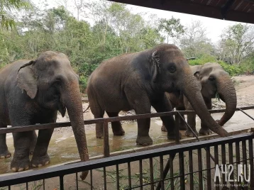 Фото: В Таиланде слоны в панике бежали от собаки: пострадали 5 человек 1