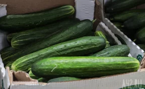 В Кузбассе средняя стоимость огурцов достигла почти 350 рублей за килограмм