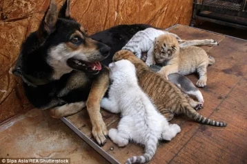 Фото: Пользователей Сети восхитила собака, усыновившая четырёх тигрят-подкидышей 1